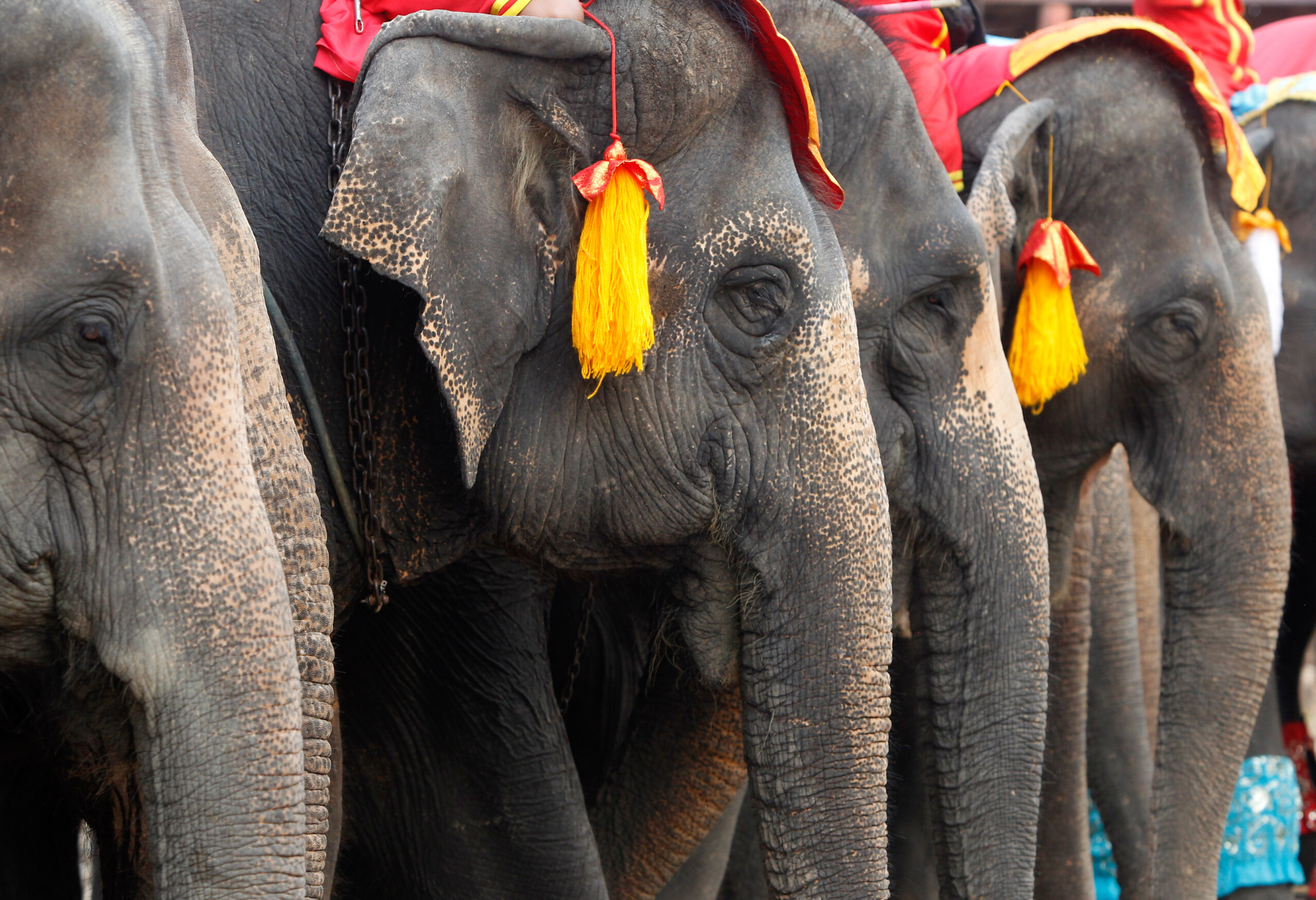thailand spanish tourist killed by elephant attack scaled