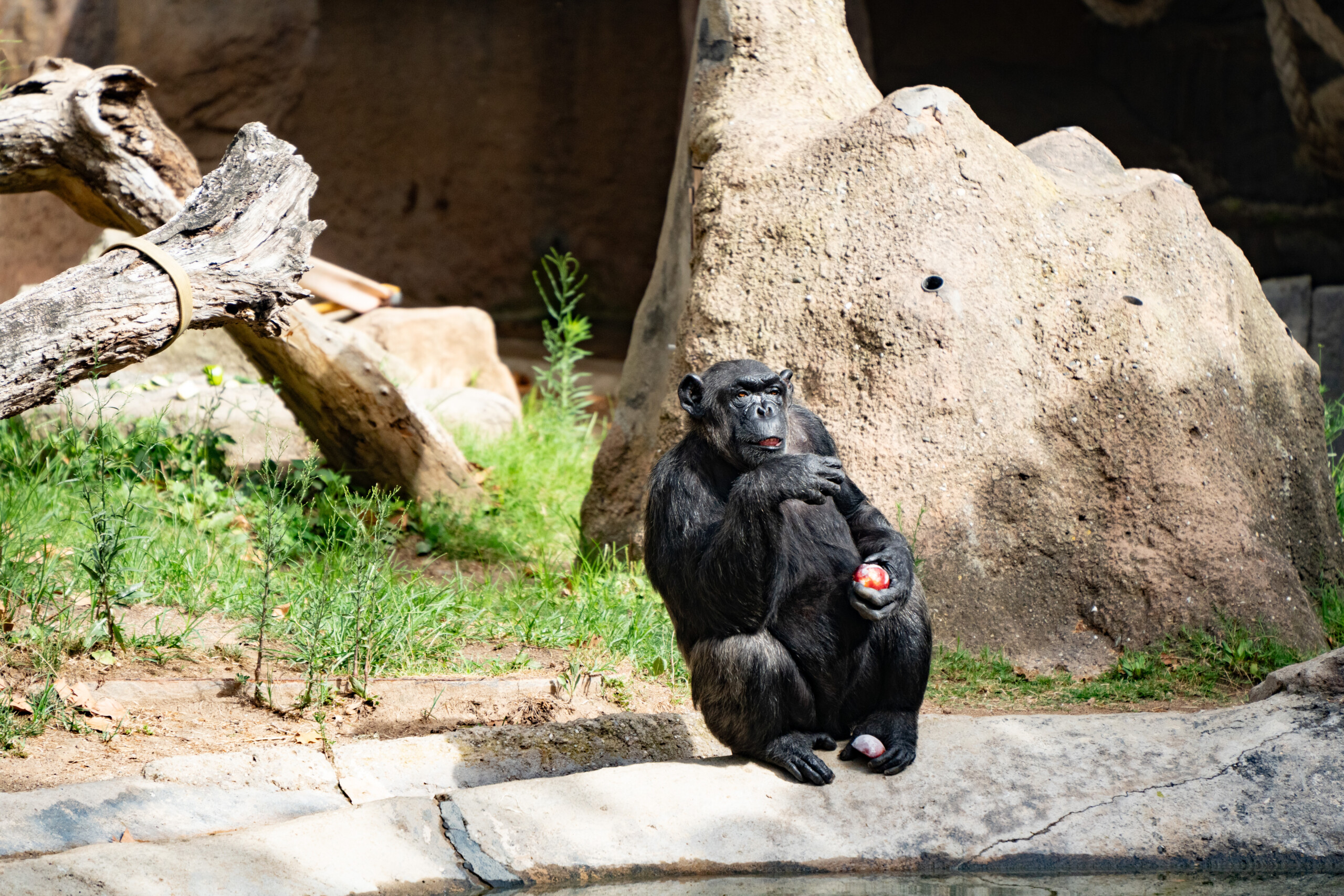 rare baby silver langur at the bronx zoo scaled