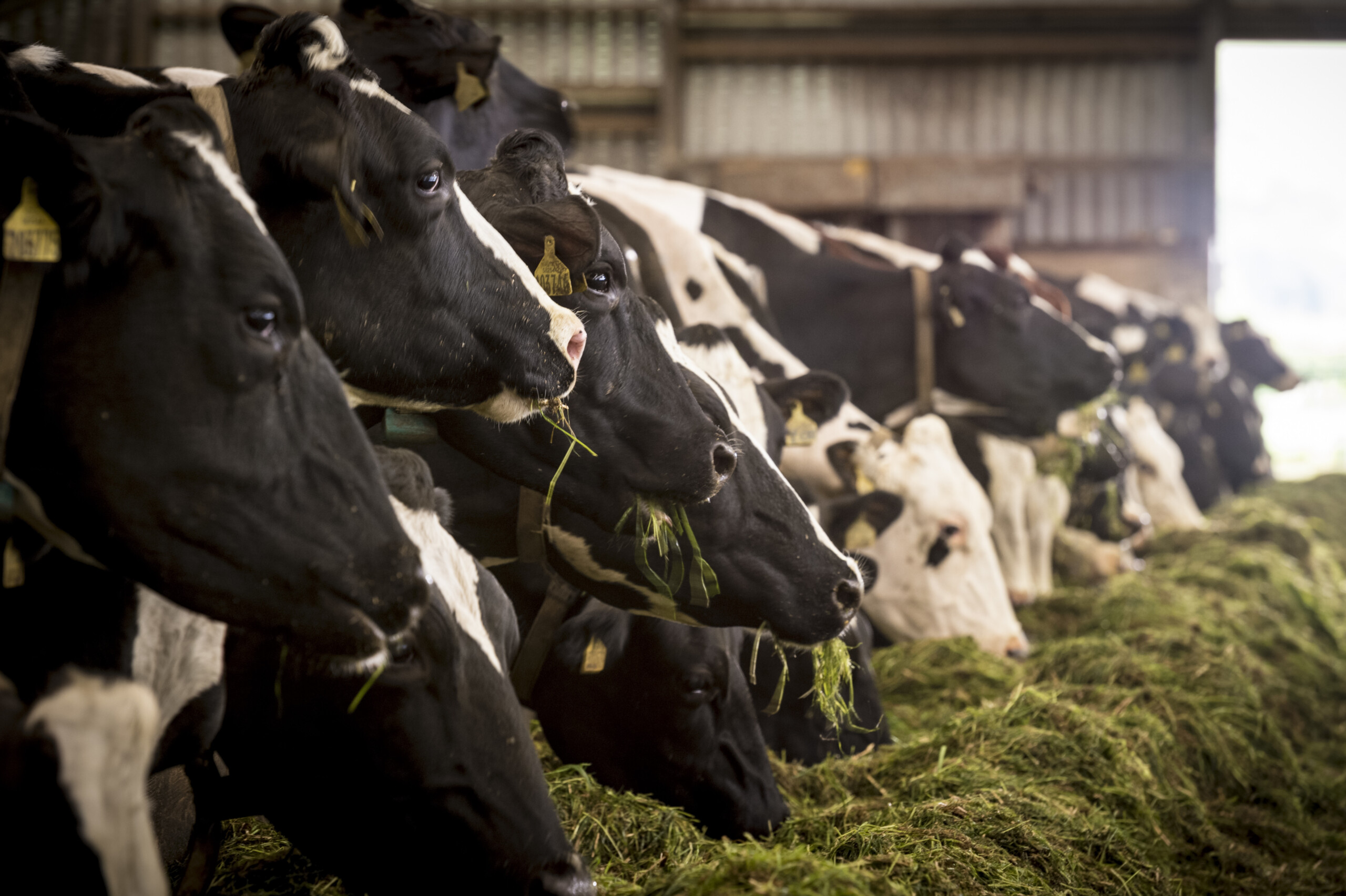 isernia bovine tuberculosis outbreaks 14 farms affected scaled