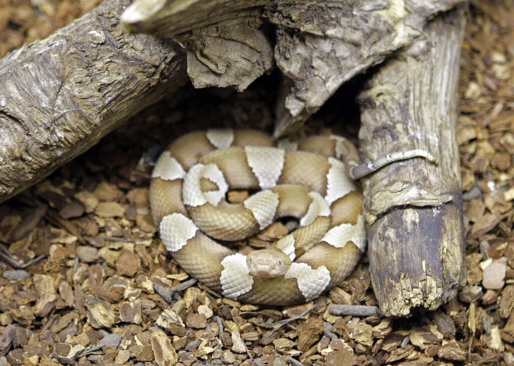 us man gets bitten hundreds of times by snakes his blood used against venom