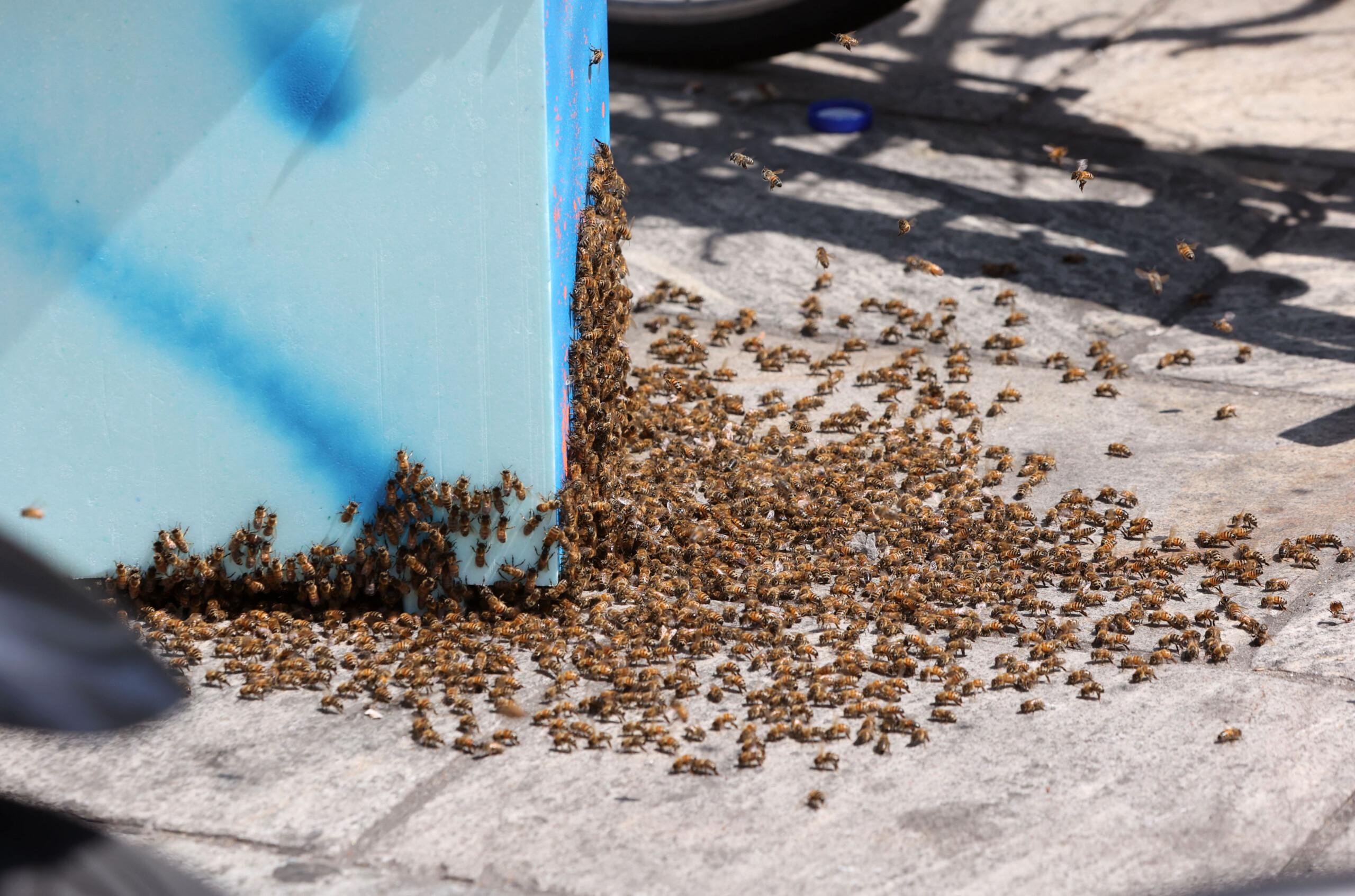 usa truck overturns and 250 million bees are released scaled