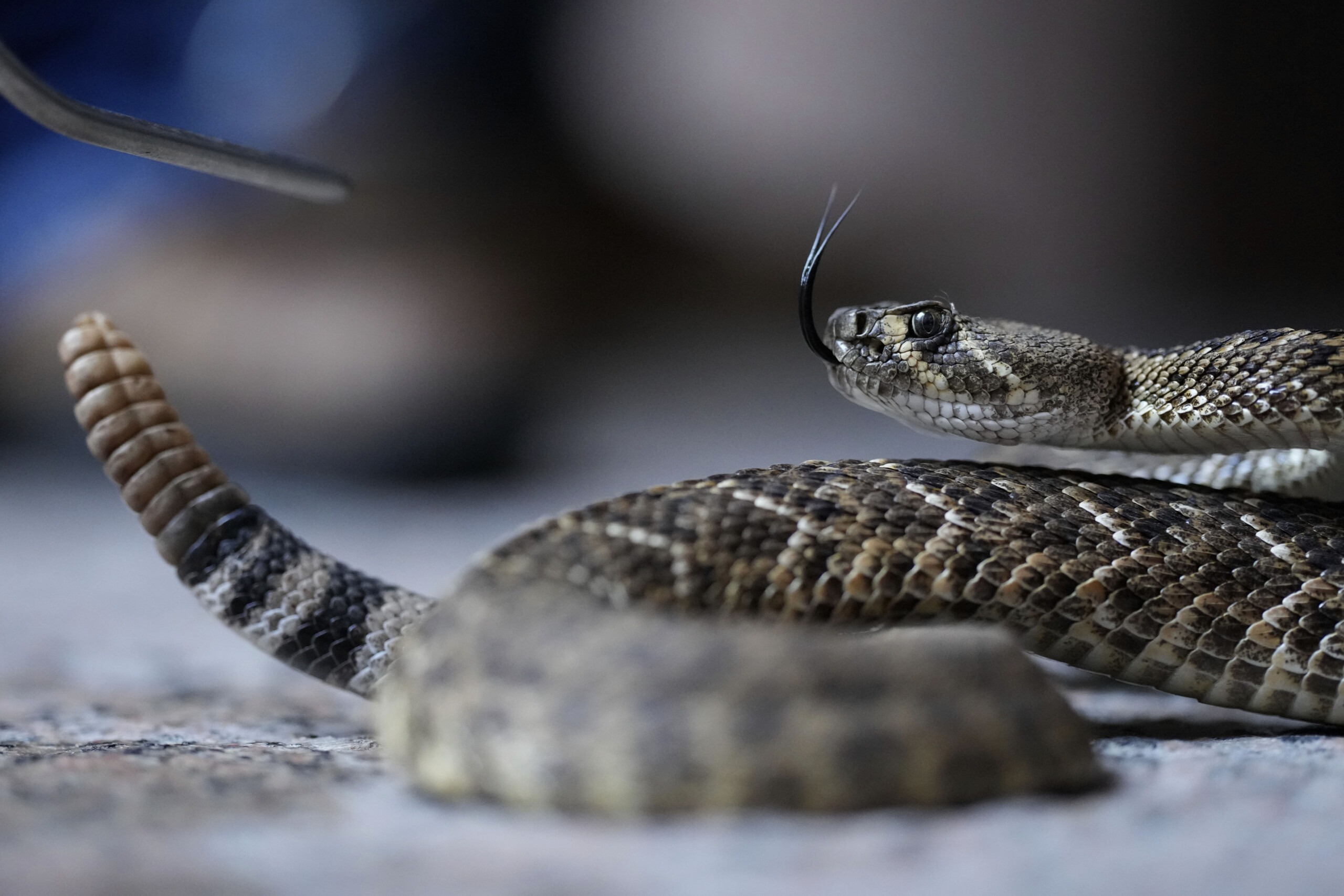 australia snake on board melbourne brisbane flight delayed by two hours scaled