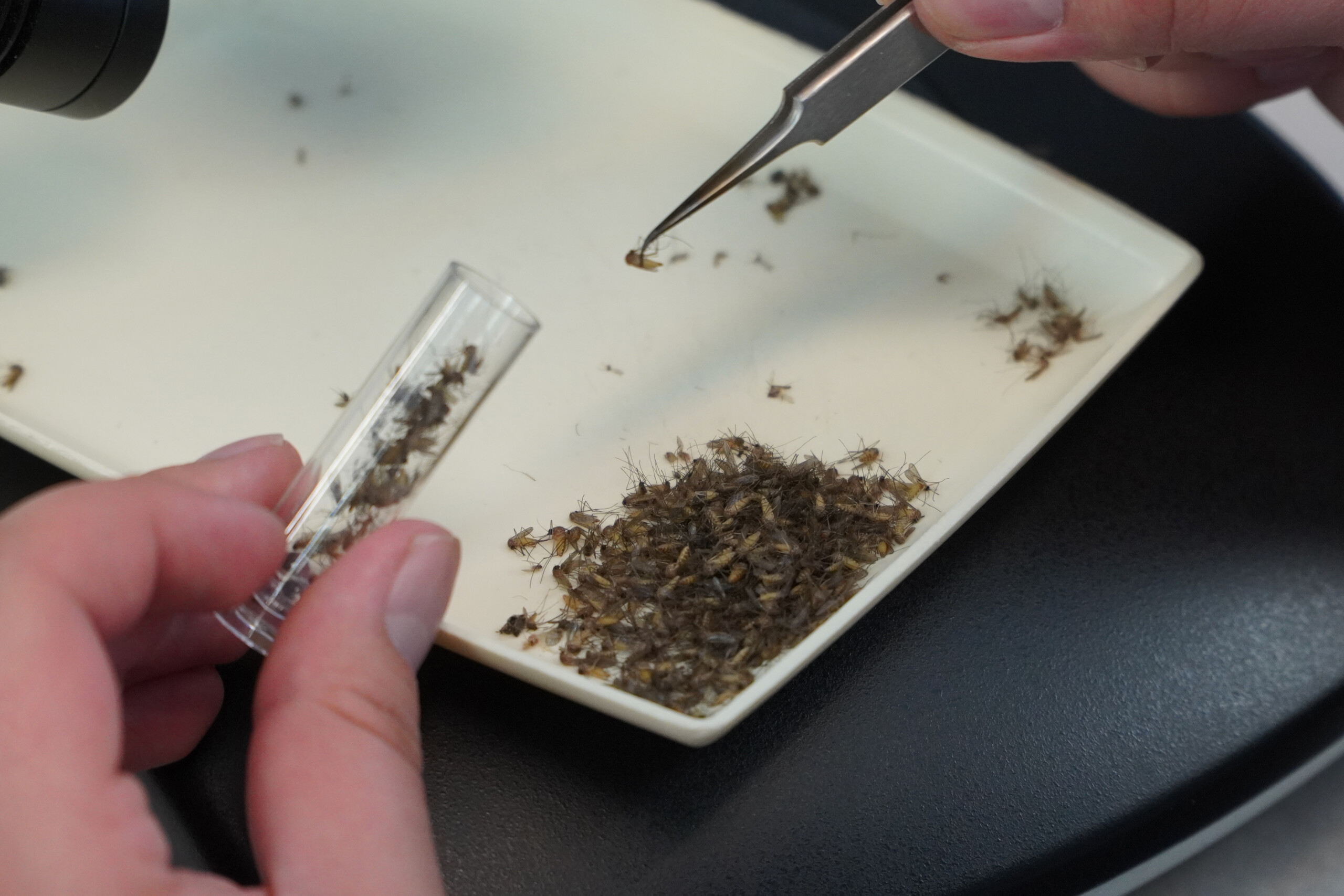 west nile lazio region 16 new cases and 1 death scaled
