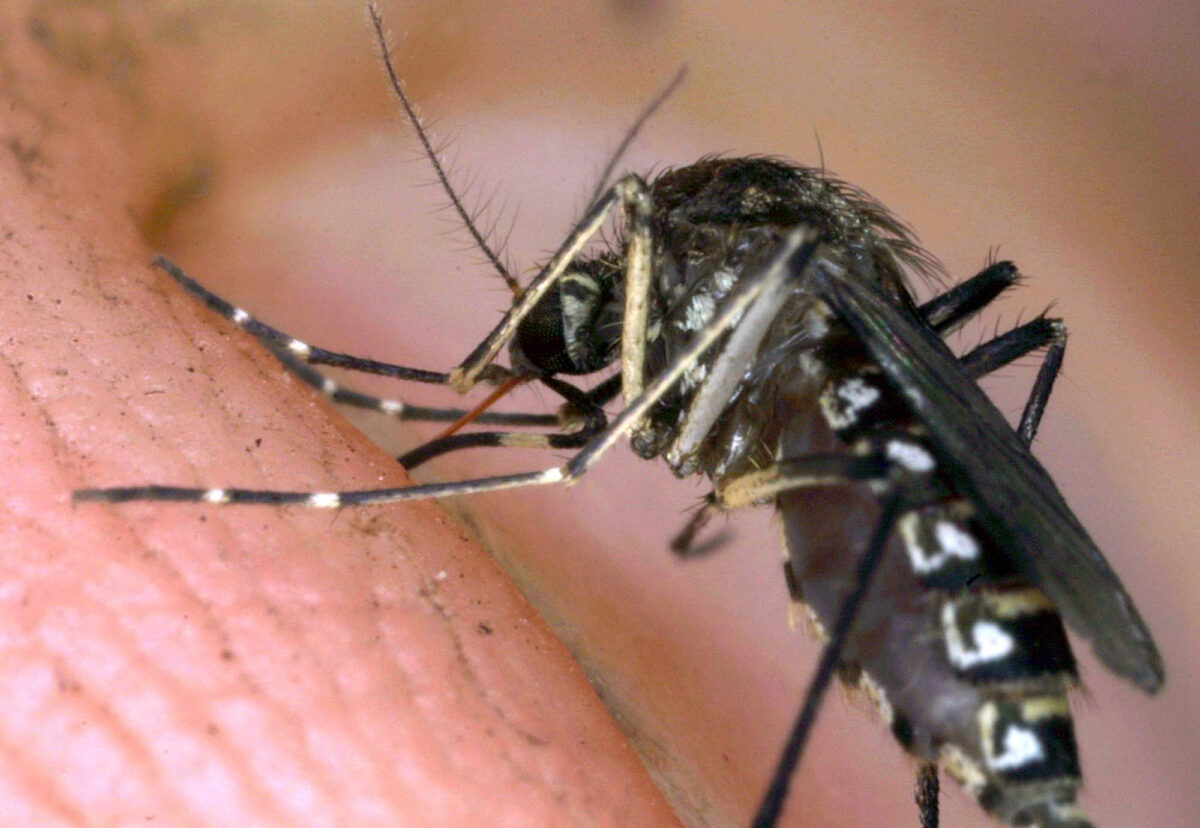 west nile fourth death in campania a 72 year old man from caserta