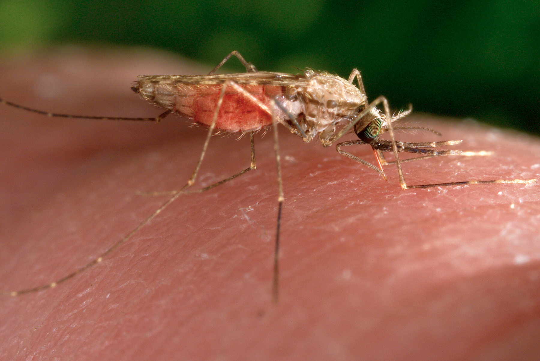 west nile rocca signs urgent order to prevent spread