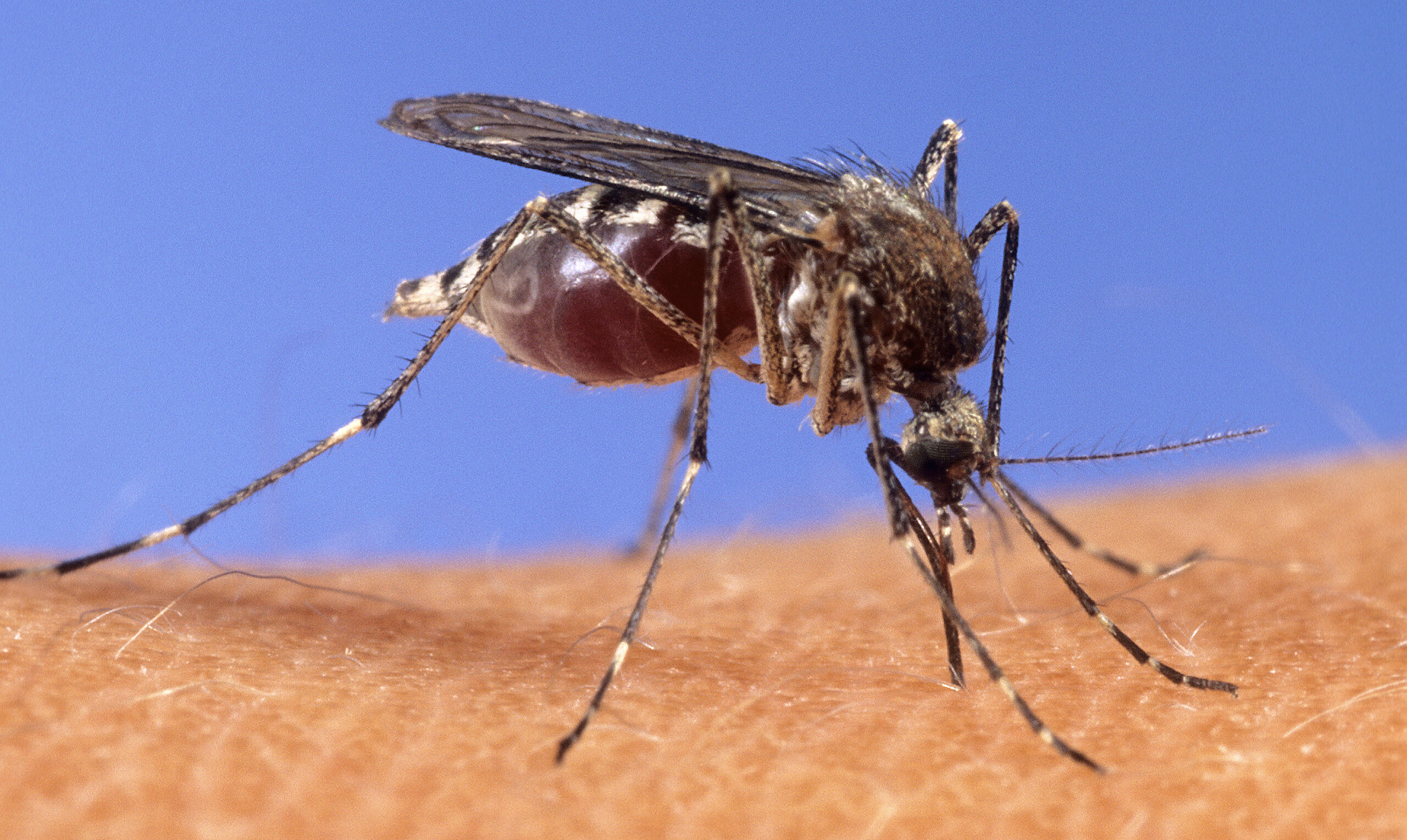 west nile fourth victim in lazio 93 year old woman dies scaled