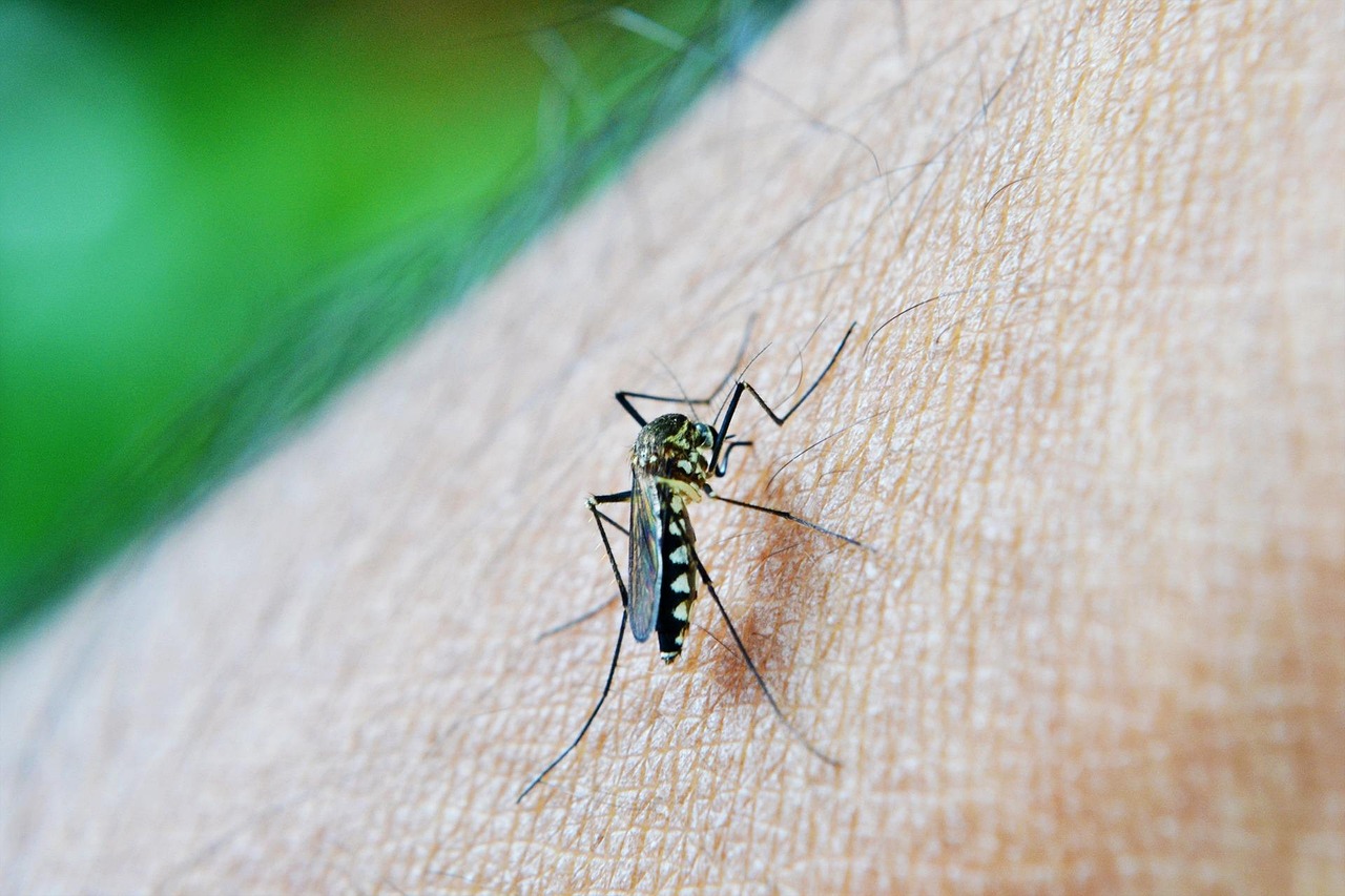 west nile seventh victim in lazio