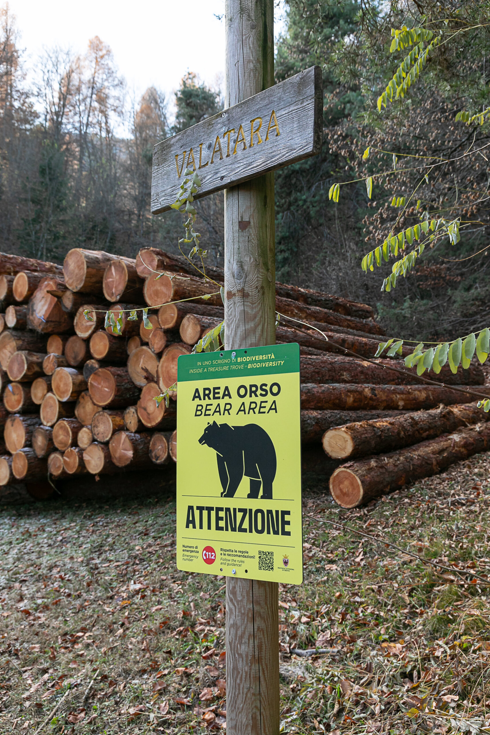 Chieti: ban on approaching bears and cubs in the province 1 chieti ban on approaching bears and cubs in the province scaled